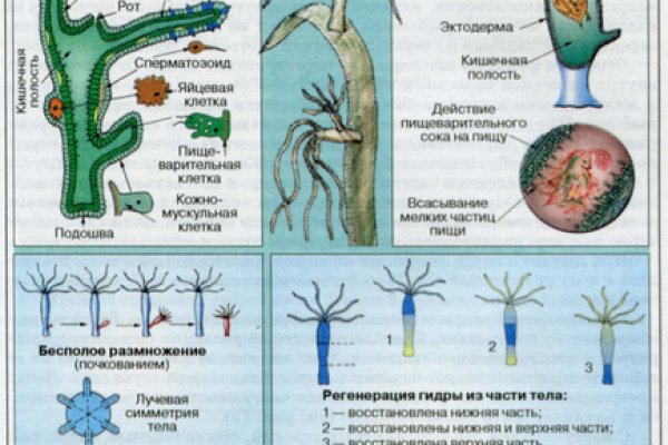 Кракен маркет свежие ссылки