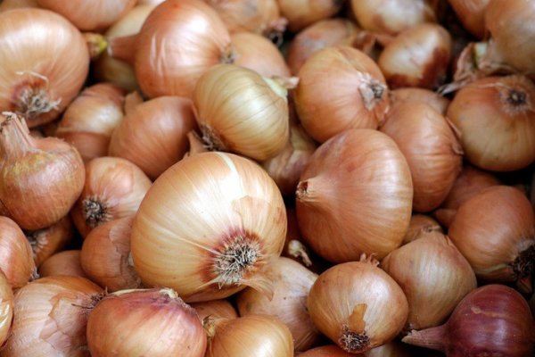 Kraken istand onion